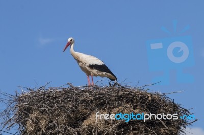 One White Stork On The Nest Stock Photo