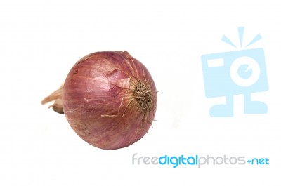 Onion Stock Photo