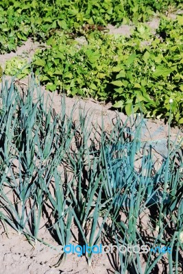 Onion Field Stock Photo