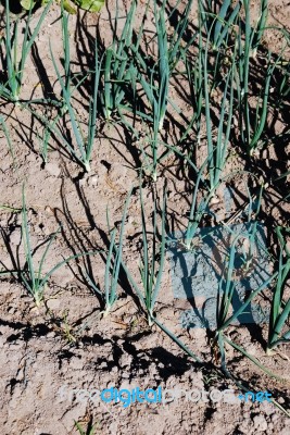 Onion Field Stock Photo