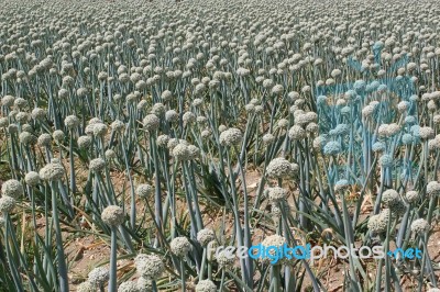 Onion Field Stock Photo