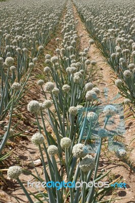 Onion Field Stock Photo