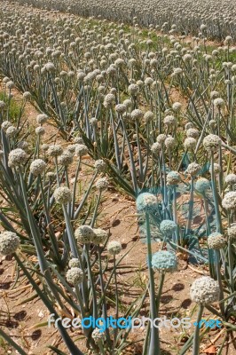 Onion Field Stock Photo