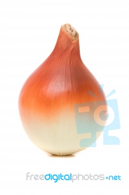 Onion Isolated On A White Background Stock Photo