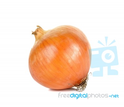 Onion Isolated On The White Background Stock Photo