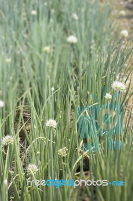 Onion Plantation Flower Bloom In Home Garden Stock Photo