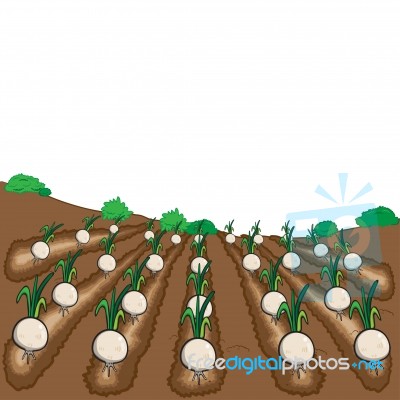 Onions Vegetable Fruit  Illustration Cartoon Stock Image