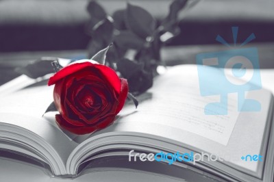 Open Book And A Red Rose. Vintage Tone Stock Photo