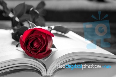 Open Book And A Red Rose. Vintage Tone Stock Photo