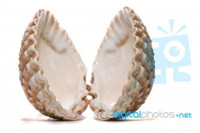 Open Cockle Shell Stock Photo