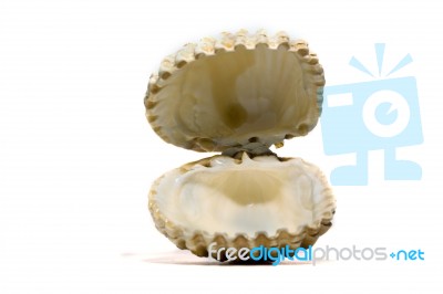 Open Cockle Shell Stock Photo