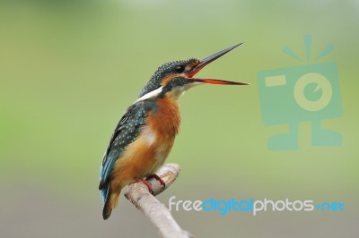 Open Your Mouth, Common Kingfisher (female) In Thailand Stock Photo