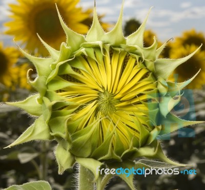 Opening Sunflower Stock Photo