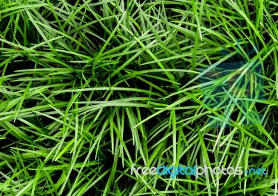 Ophiopogon Japonicus The Cover Crop Plant Stock Photo