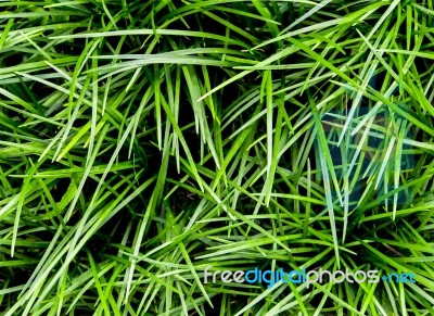 Ophiopogon Japonicus The Cover Crop Plant Stock Photo