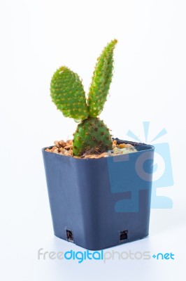 Opuntia Cochenillifera And Drop Stock Photo