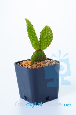 Opuntia Cochenillifera And Drop Stock Photo