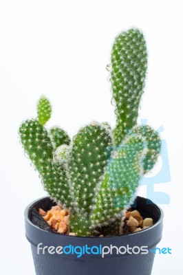 Opuntia In White Background Stock Photo