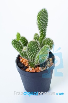 Opuntia In White Background Stock Photo