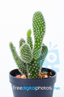 Opuntia In White Background Stock Photo