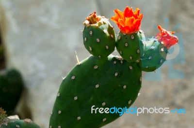 Opuntia Quintensis Stock Photo