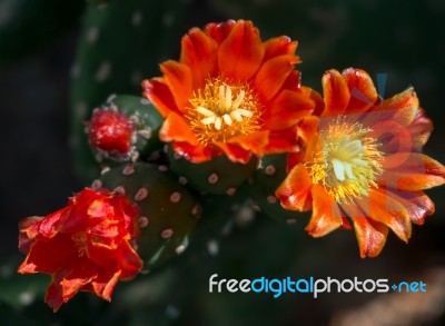 Opuntia Quintensis Stock Photo