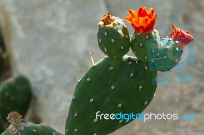 Opuntia Quintensis Stock Photo