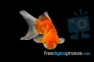 Oranda Gold Fish Isolated  Stock Photo