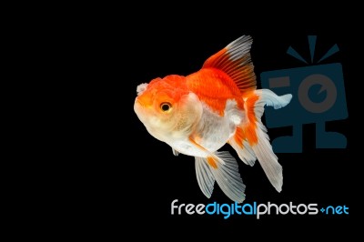 Oranda Gold Fish Isolated  Stock Photo