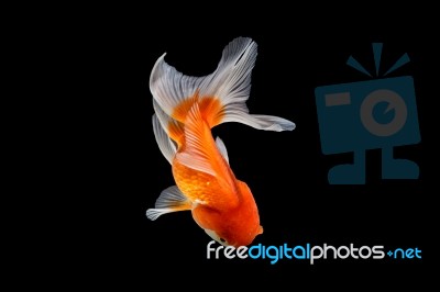 Oranda Gold Fish Isolated  Stock Photo