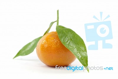 Orange Stock Photo