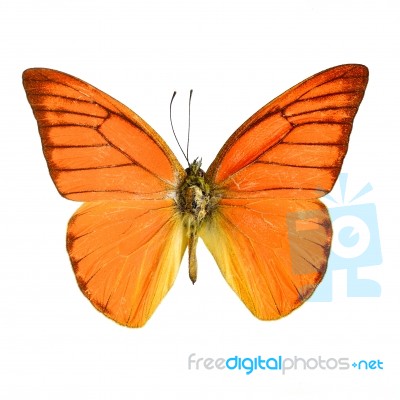 Orange Albatross Butterfly Stock Photo