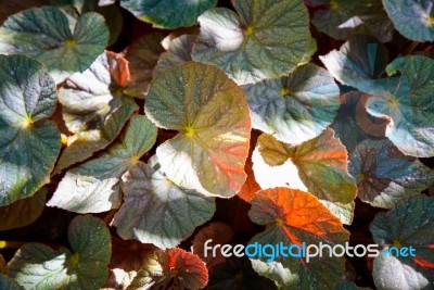 Orange And Green Autumn Leaves In Garden Stock Photo