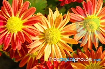 Orange And Red Chrysanthemum Flowers In Garden Stock Photo