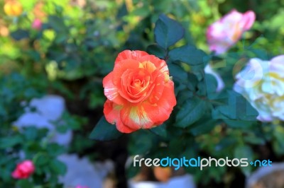 Orange And Yellow Rose Stock Photo