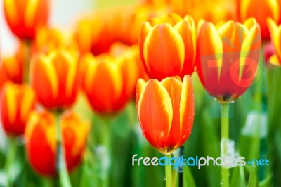 Orange And Yellow Tulips Stock Photo