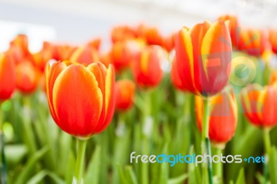 Orange And Yellow Tulips Stock Photo