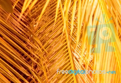 Orange Background Made Of Pattern With Palm Tree Leaves Stock Image