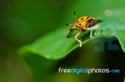 Orange Beetle Stock Photo