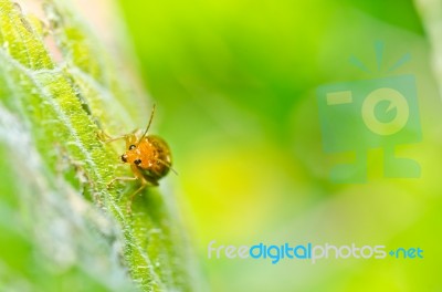 Orange Beetle In Green Nature Stock Photo