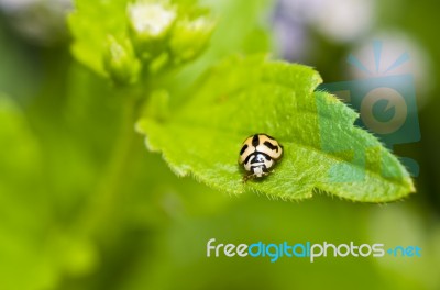 Orange Beetle On Green Leaf Stock Photo