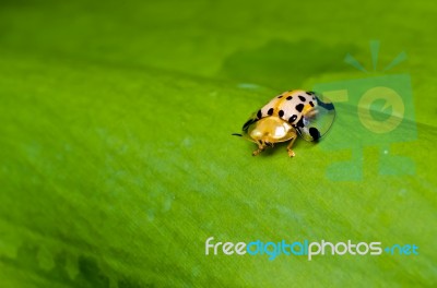 Orange Beetle On Green Leaf Stock Photo