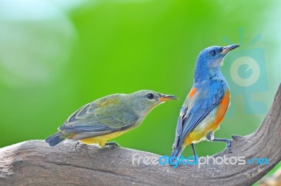 Orange-bellied Flowerpecker Stock Photo