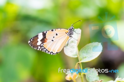 Orange Black Pattern Butterfly On Branch Stock Photo