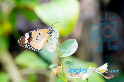 Orange Black Pattern Butterfly On Branch Stock Photo