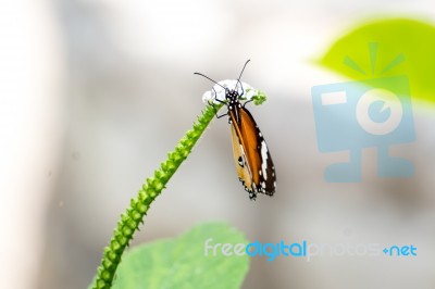 Orange Black Pattern Butterfly On Bunch Stock Photo