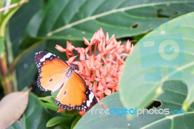 Orange Black Pattern Butterfly On Bunch Stock Photo