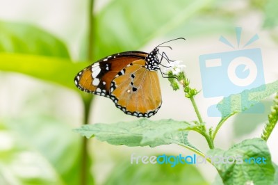 Orange Black Pattern Butterfly On Bunch Stock Photo