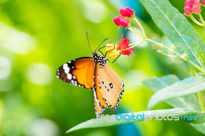 Orange Black Pattern Butterfly On Bunch Stock Photo