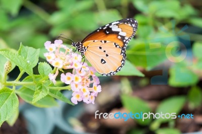 Orange Black Pattern Butterfly On Bunch Stock Photo